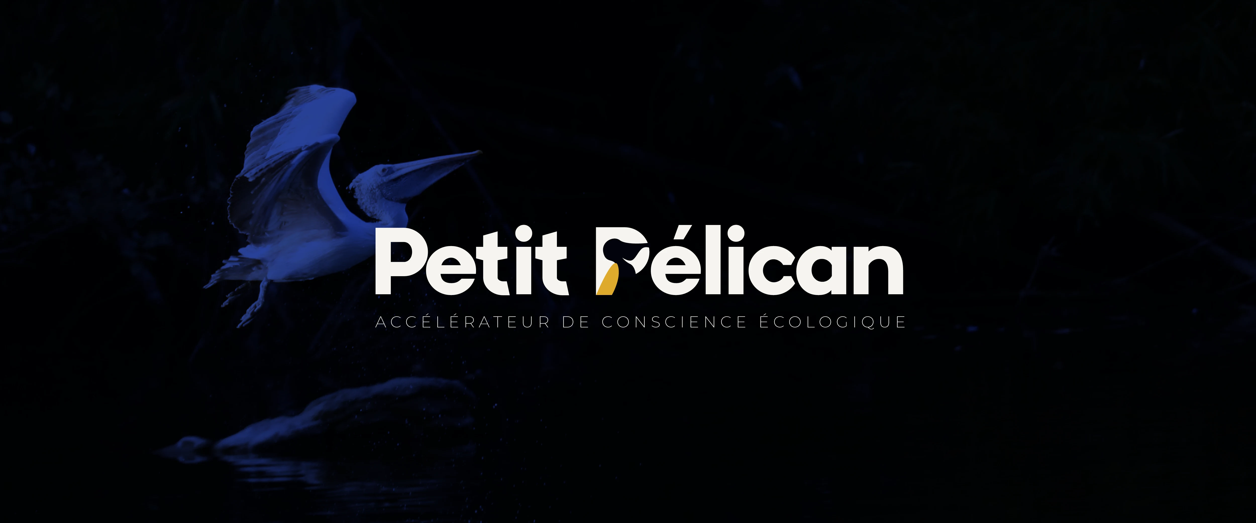 Bannière Petit Pélican — pelican blanc sur fond sombre, accélérateur de conscience écologique