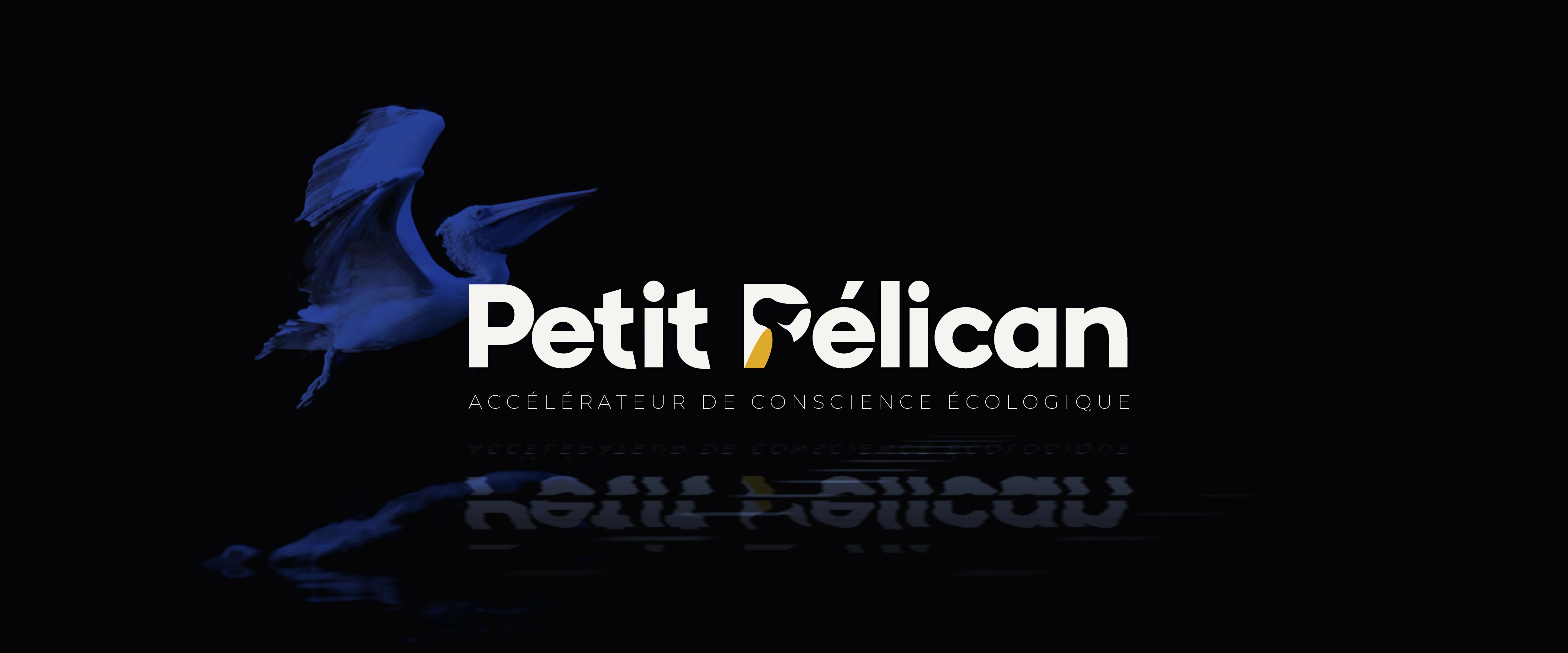 Bannière Petit Pélican — pelican blanc sur fond sombre, accélérateur de conscience écologique