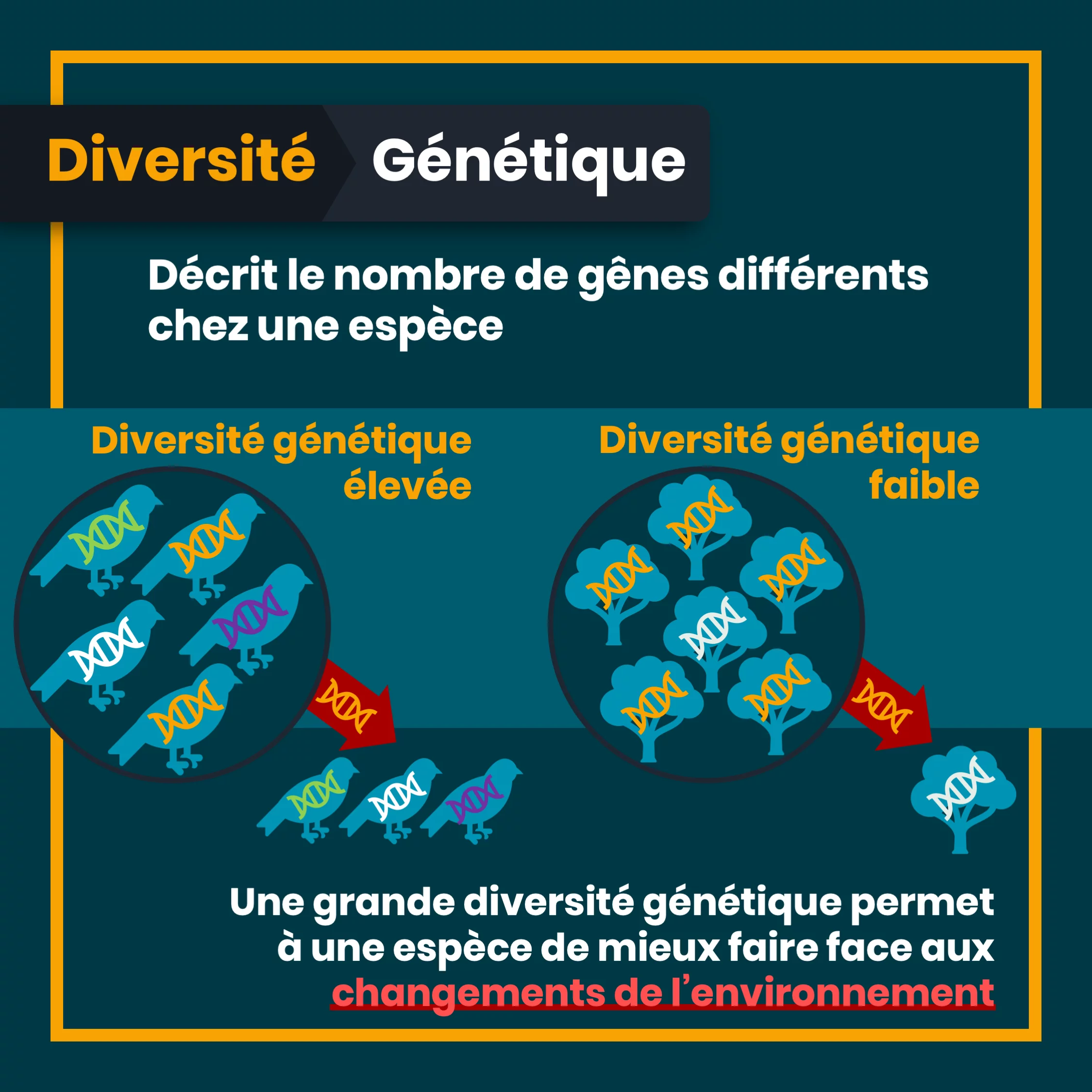 Définition de la biodiversité — 6 sur 10