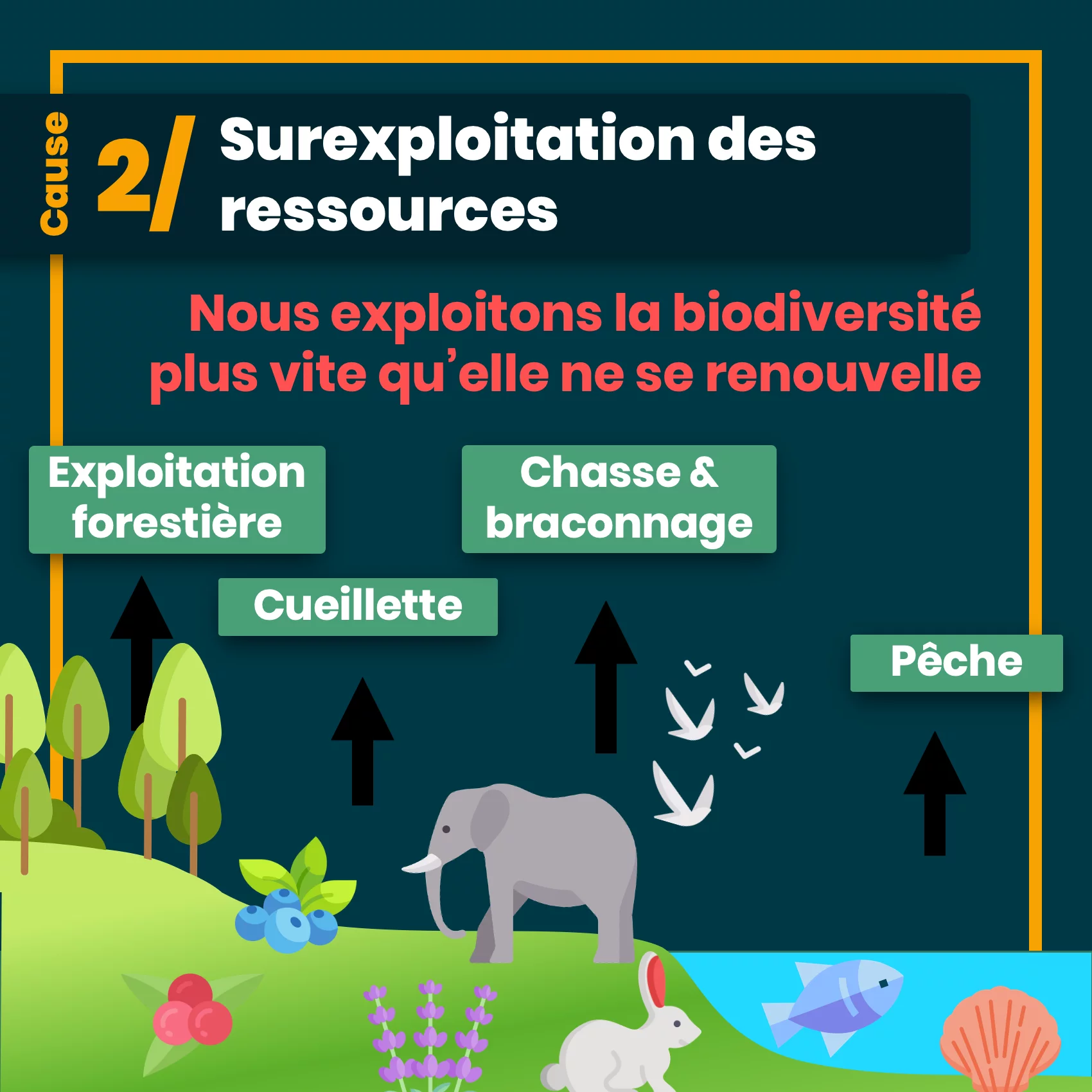 Les 5 causes du déclin de la biodiversité — 7 sur 12