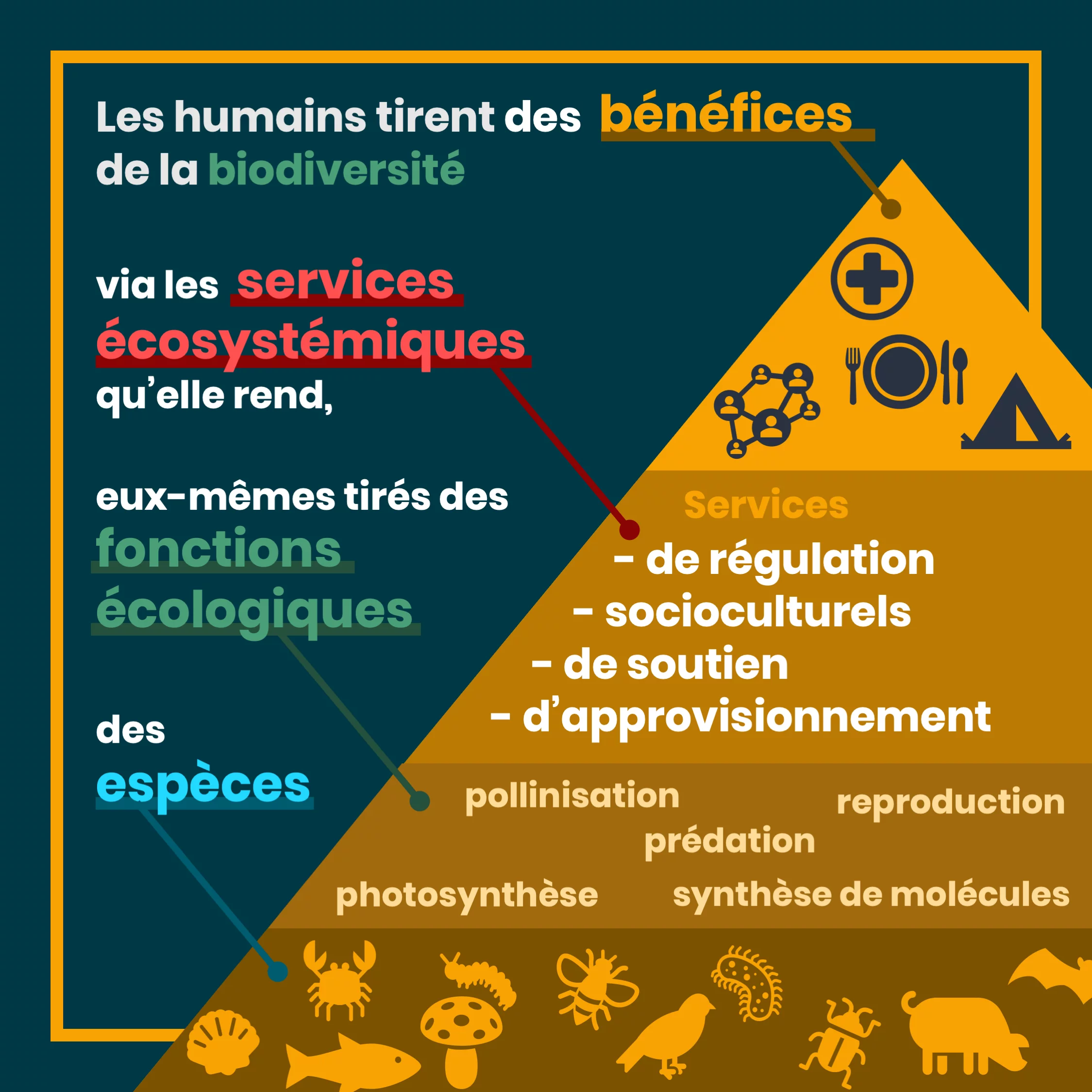 Les services écosystémiques — 3 sur 11